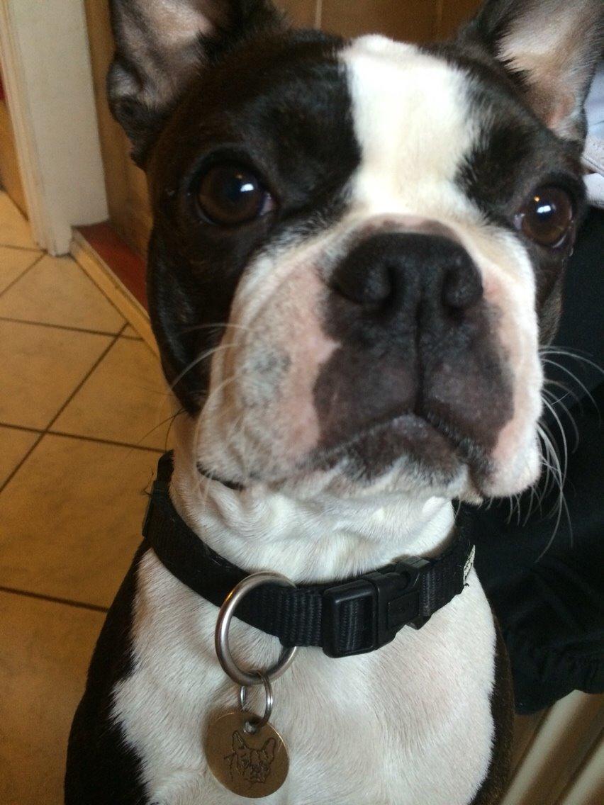 Boston terrier Cassiopeia  billede 20