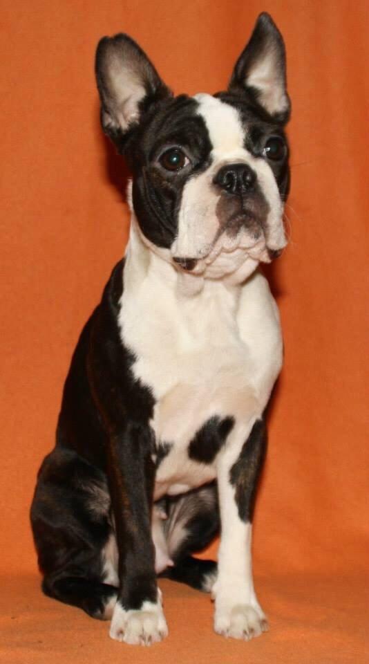 Boston terrier Cassiopeia  billede 22