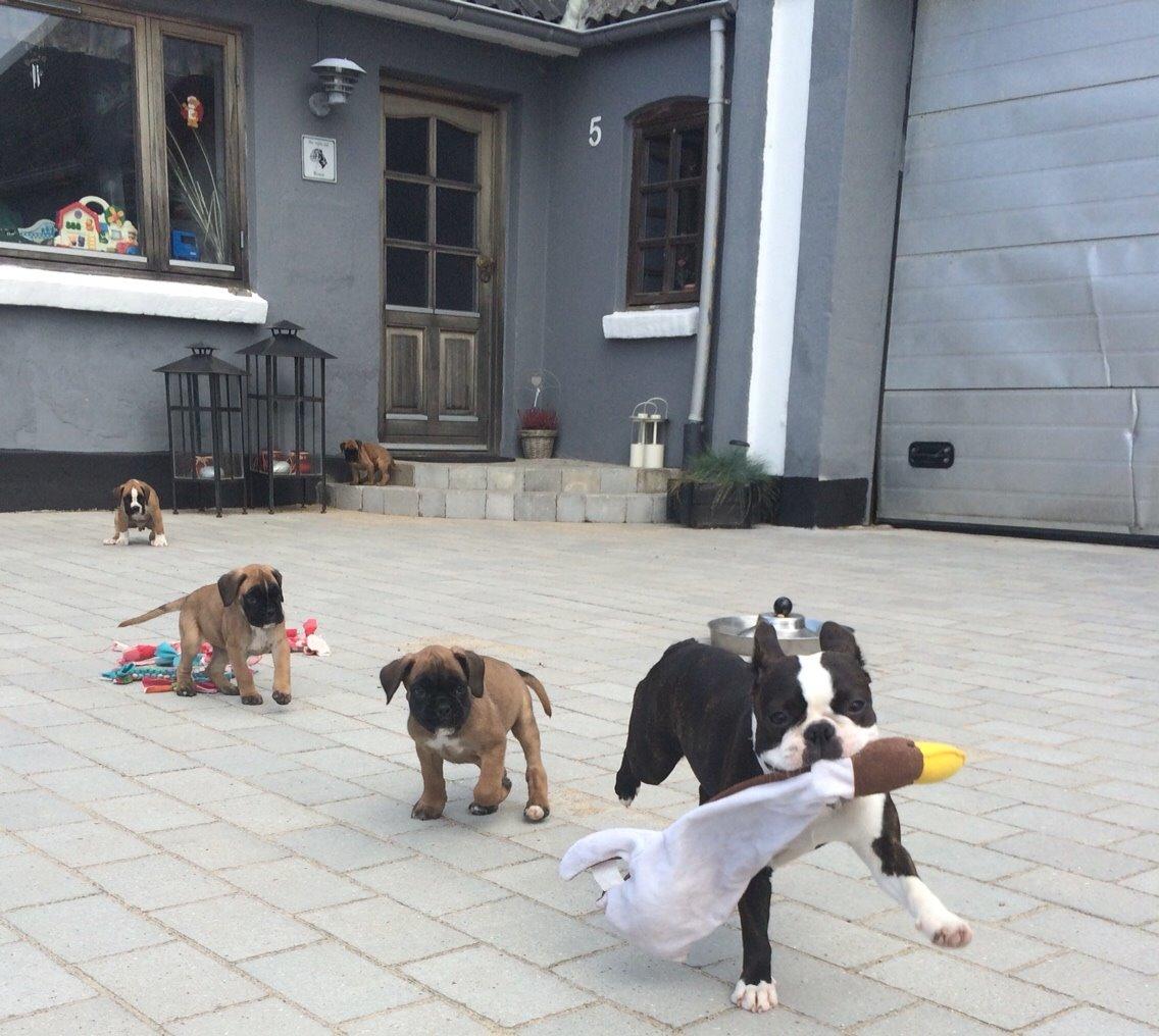 Boston terrier Cassiopeia  billede 24