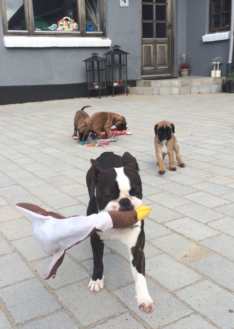 Boston terrier Cassiopeia  billede 23