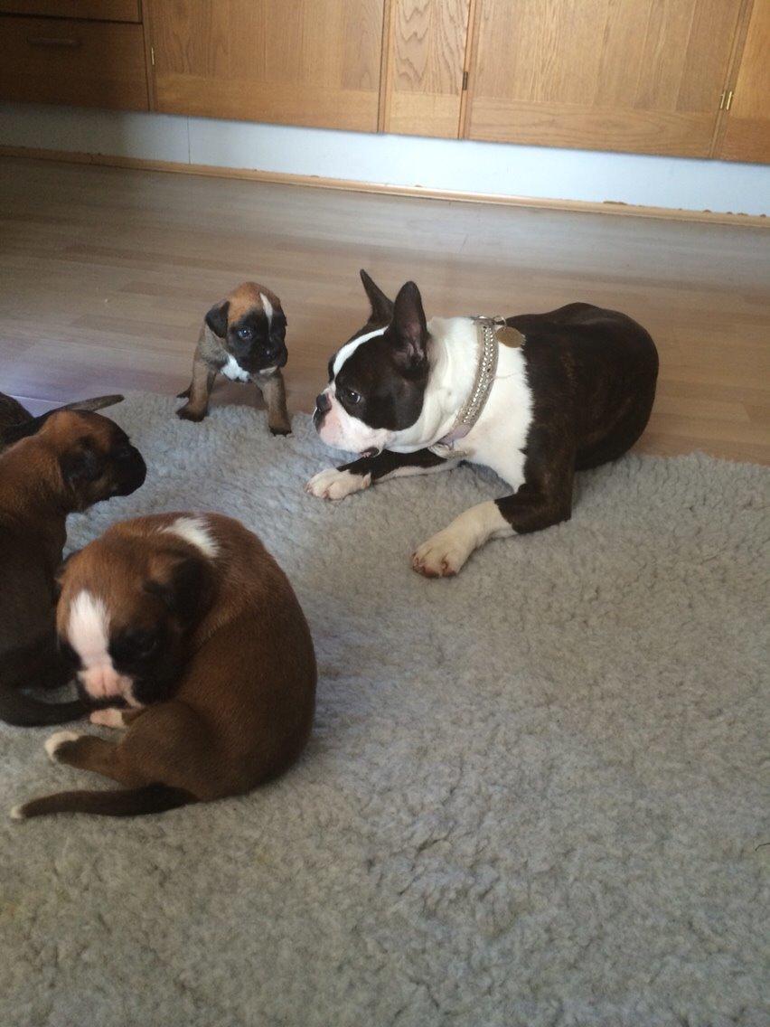 Boston terrier Cassiopeia  billede 25