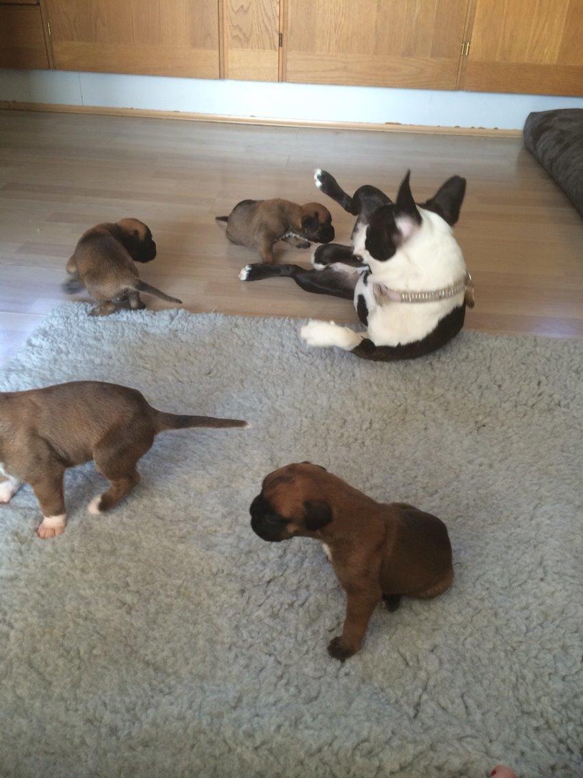 Boston terrier Cassiopeia  billede 26