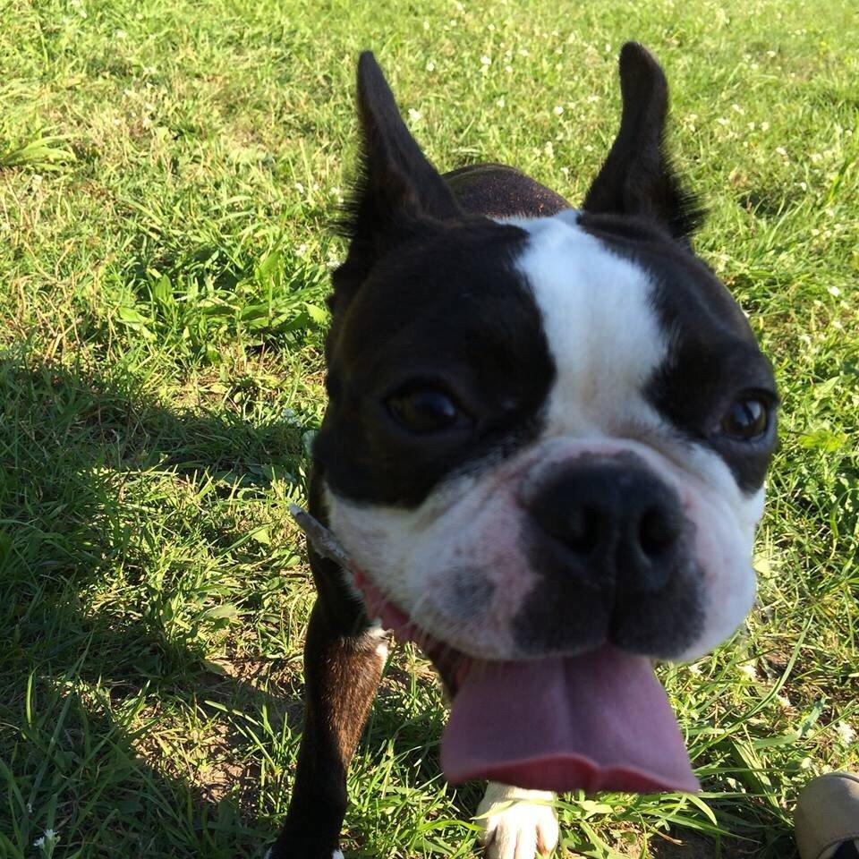 Boston terrier Cassiopeia  billede 27