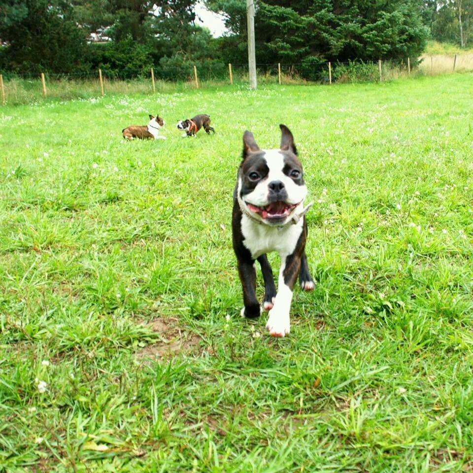 Boston terrier Cassiopeia  billede 28