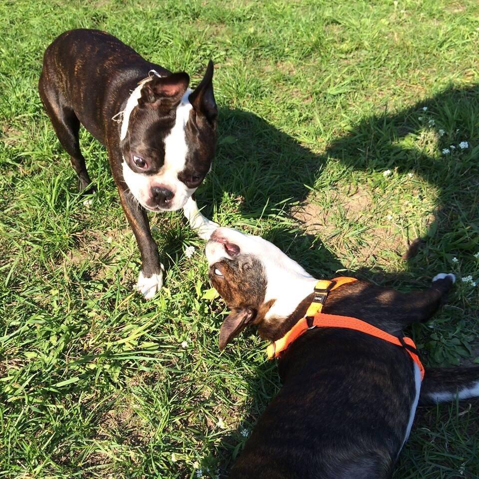 Boston terrier Cassiopeia  billede 29