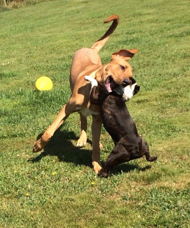 Boston terrier Cassiopeia  billede 30