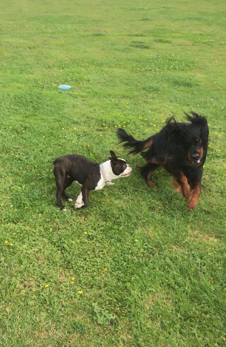 Boston terrier Cassiopeia  billede 31