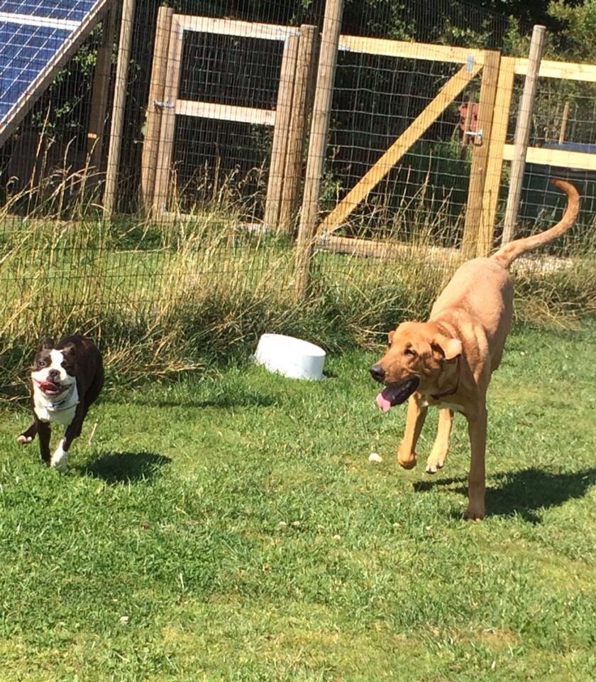 Boston terrier Cassiopeia  billede 32