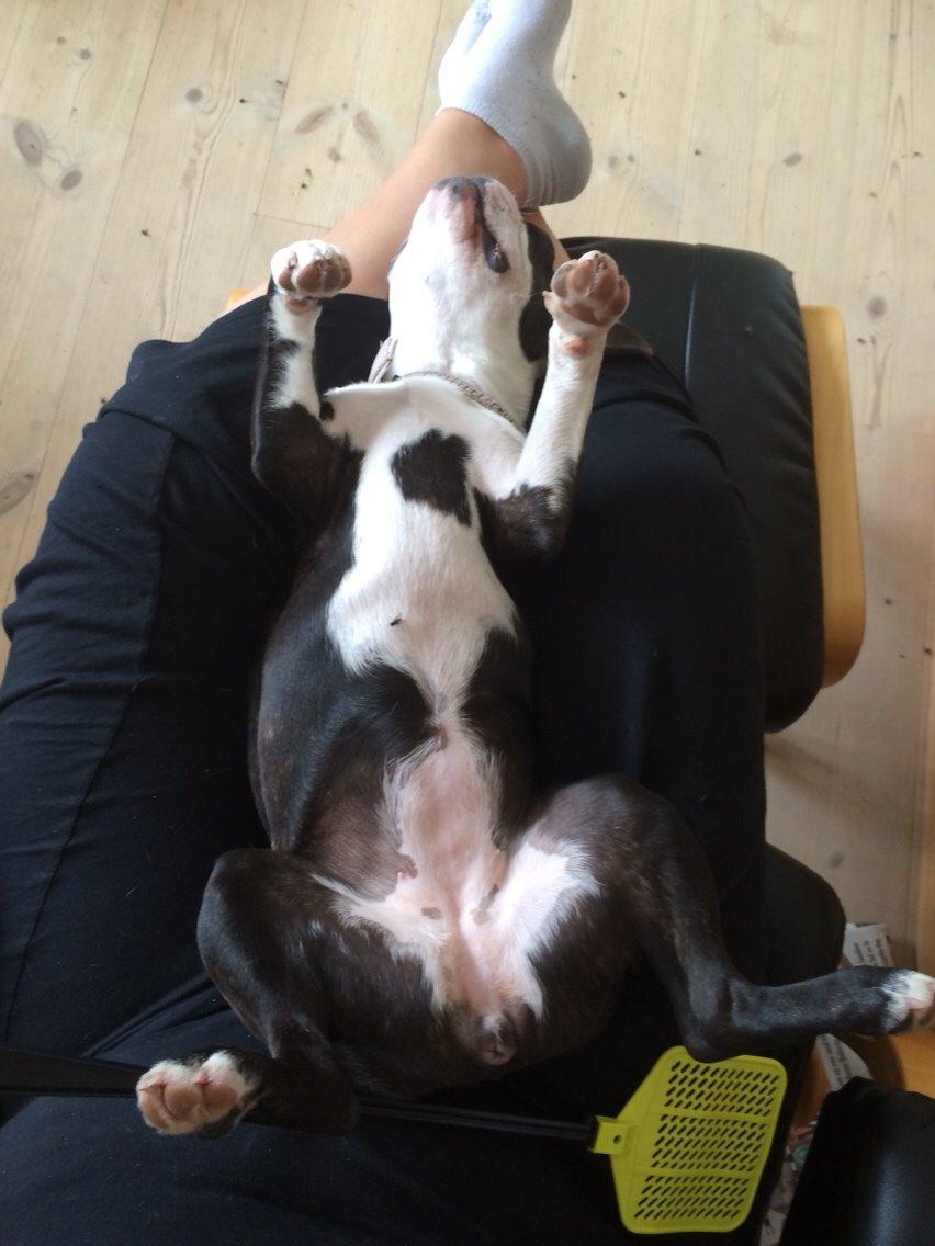 Boston terrier Cassiopeia  billede 34