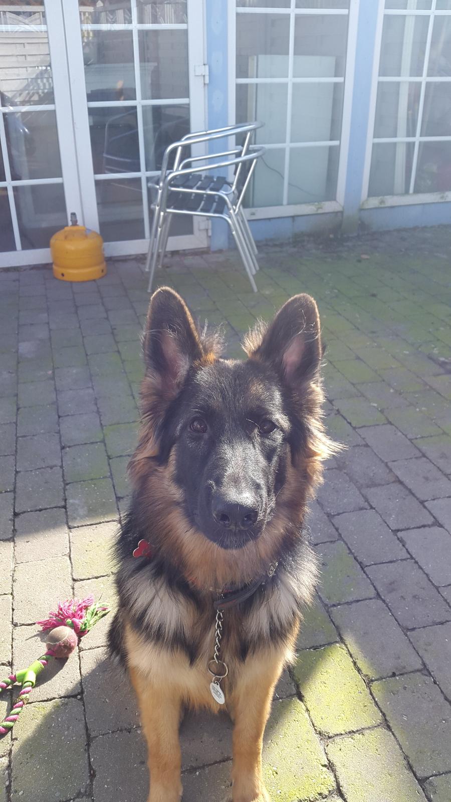 Schæferhund Freja billede 2