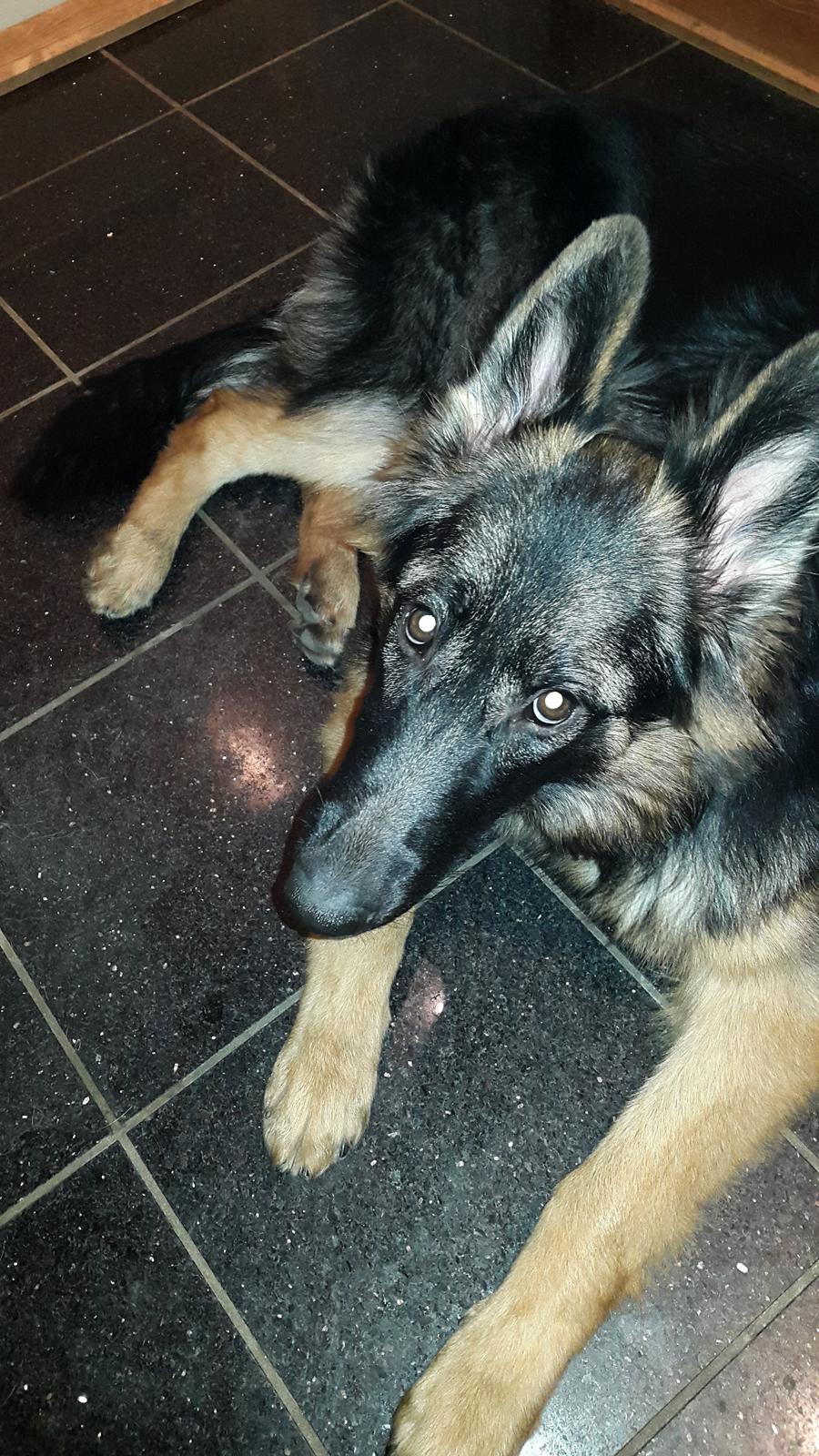 Schæferhund Freja billede 1