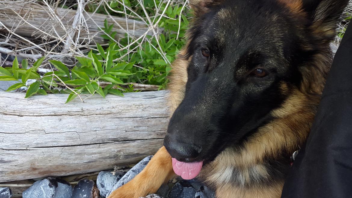 Schæferhund Freja billede 3