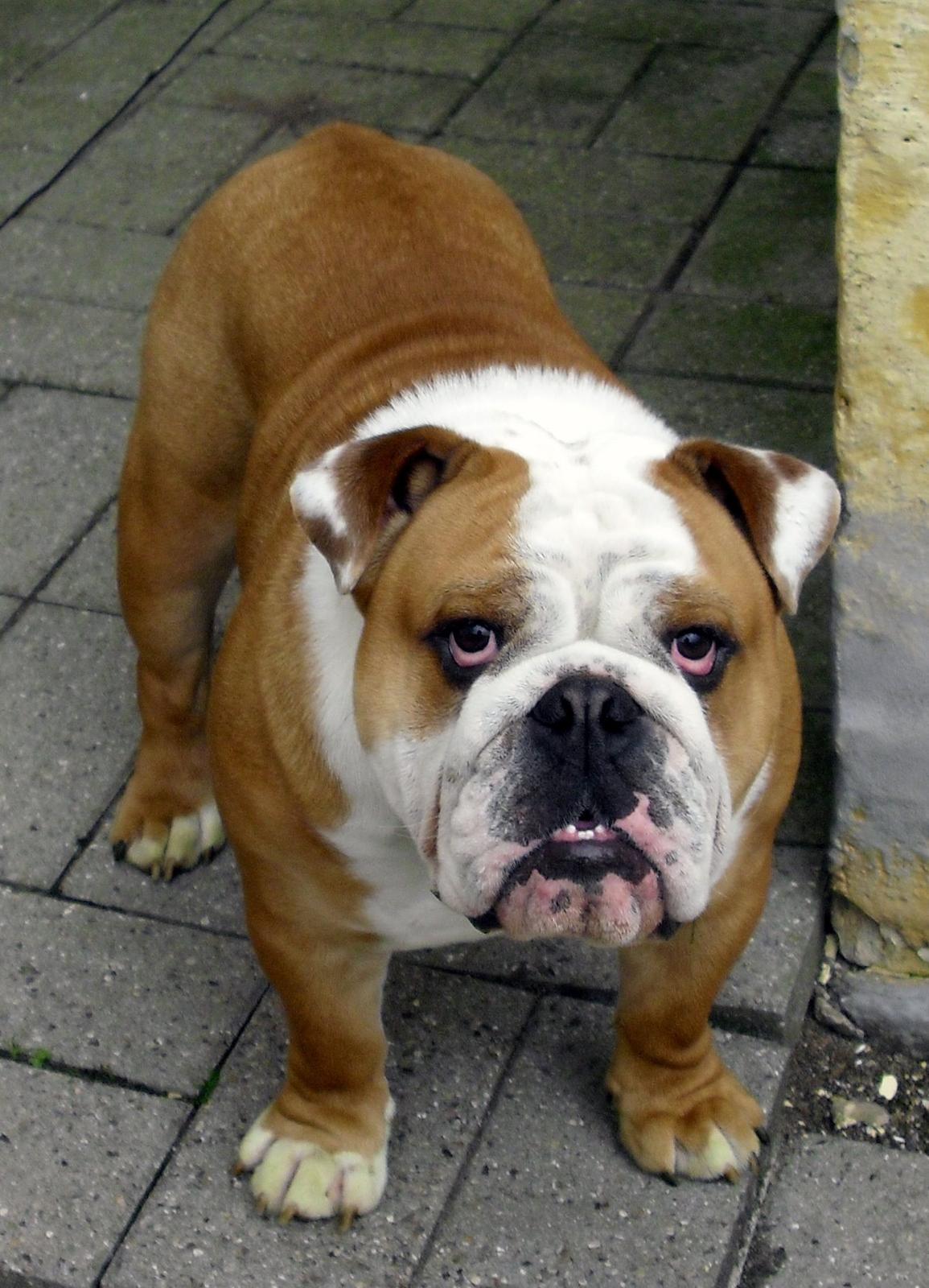 Engelsk bulldog Watson - Kampvognen - 1 år gammel billede 3