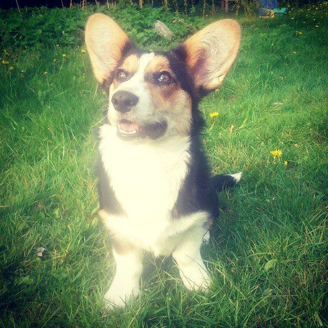 Welsh corgi cardigan Esther billede 36