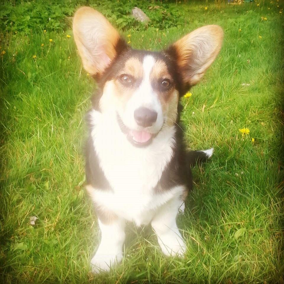 Welsh corgi cardigan Esther billede 37