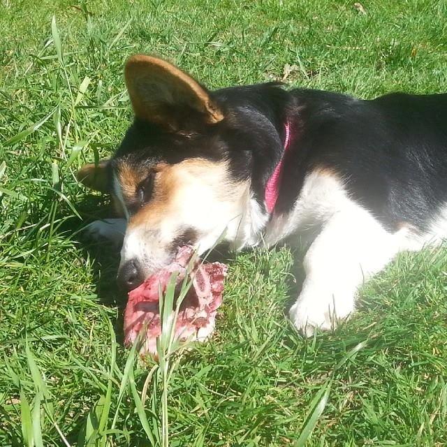 Welsh corgi cardigan Esther billede 38
