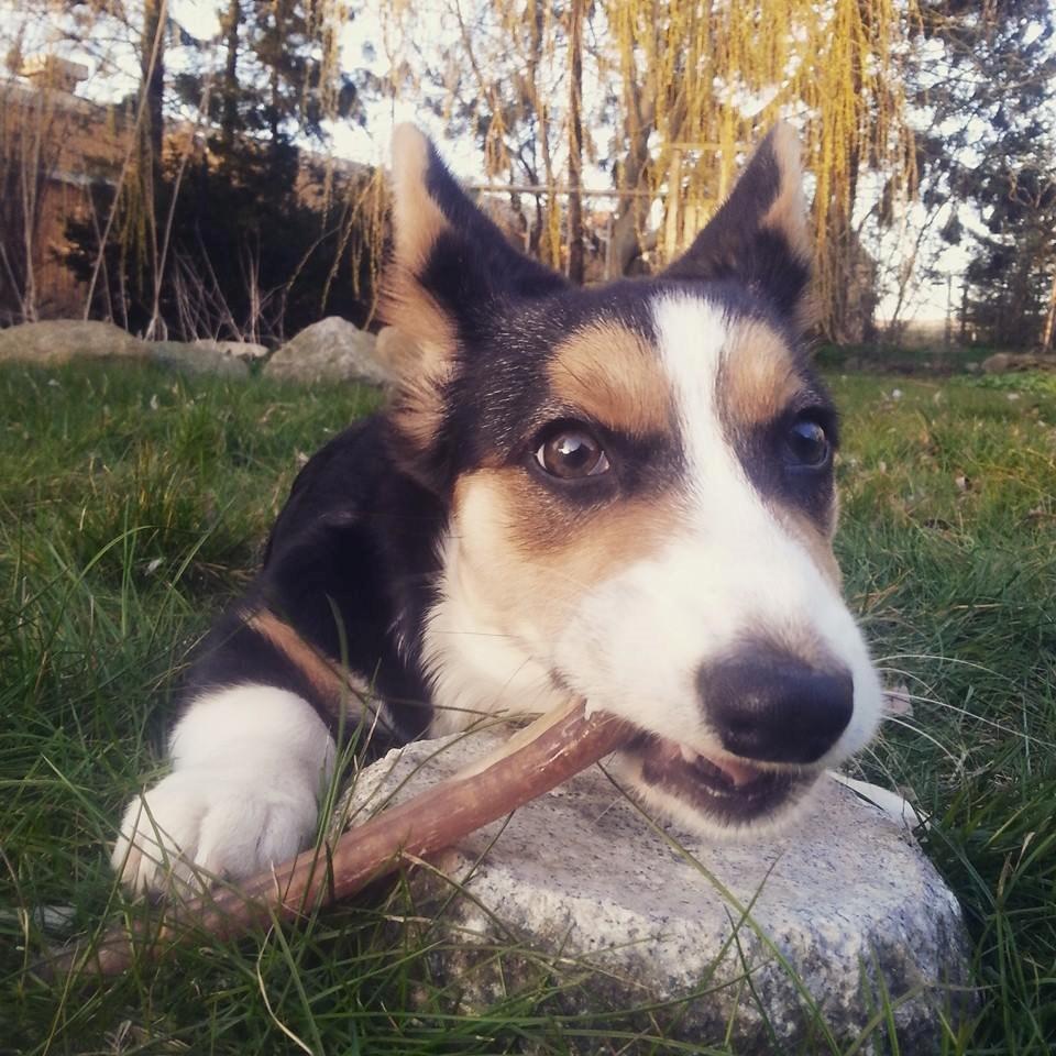 Welsh corgi cardigan Esther billede 39