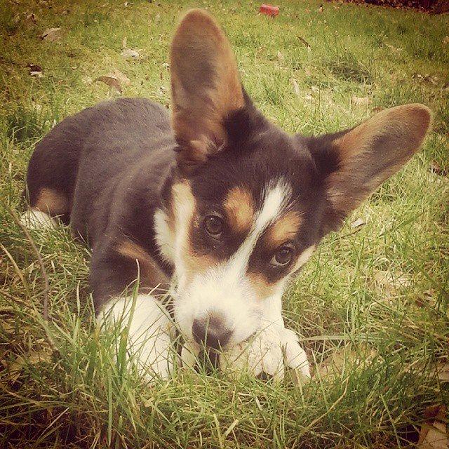 Welsh corgi cardigan Esther billede 35