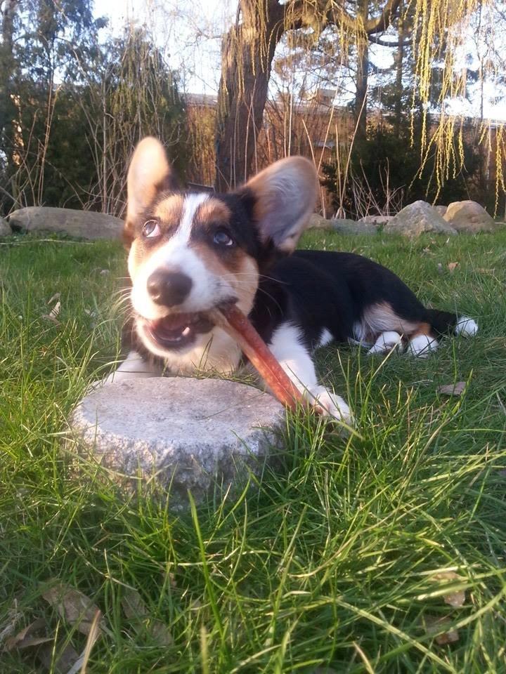 Welsh corgi cardigan Esther billede 41