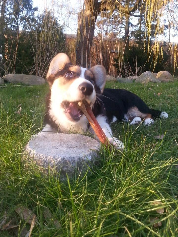 Welsh corgi cardigan Esther billede 42