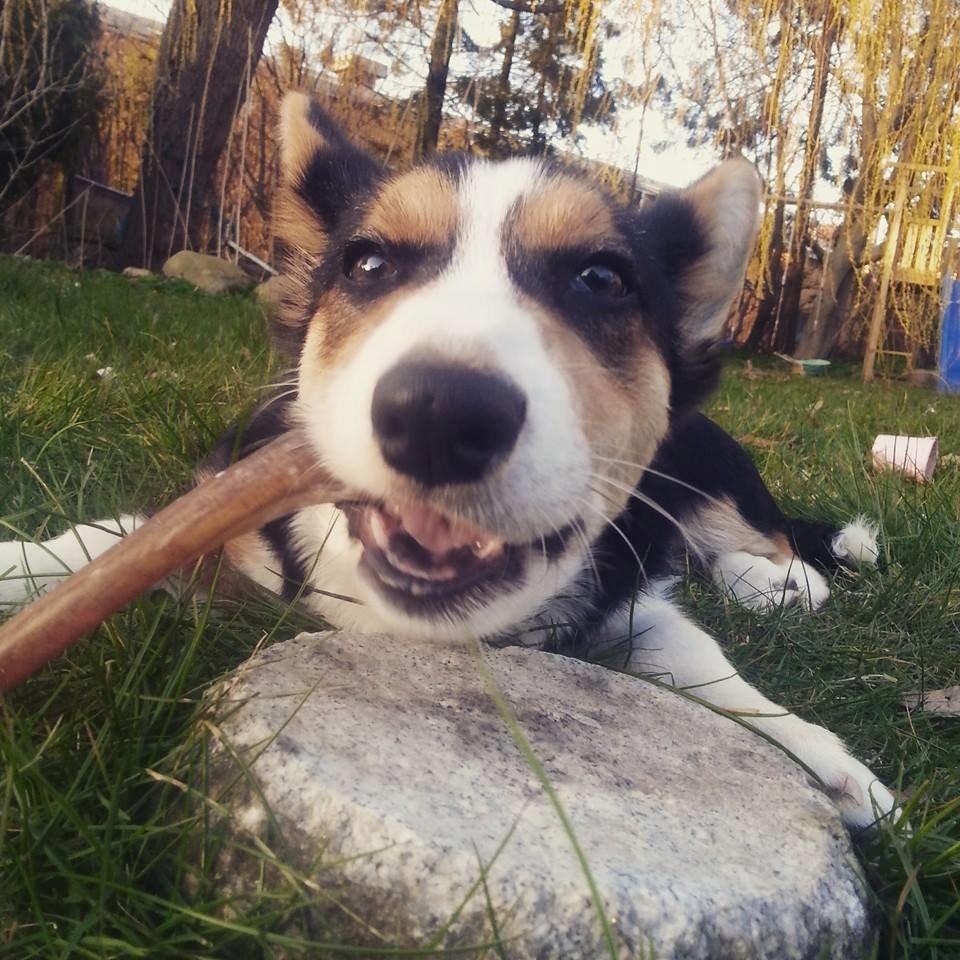 Welsh corgi cardigan Esther billede 40