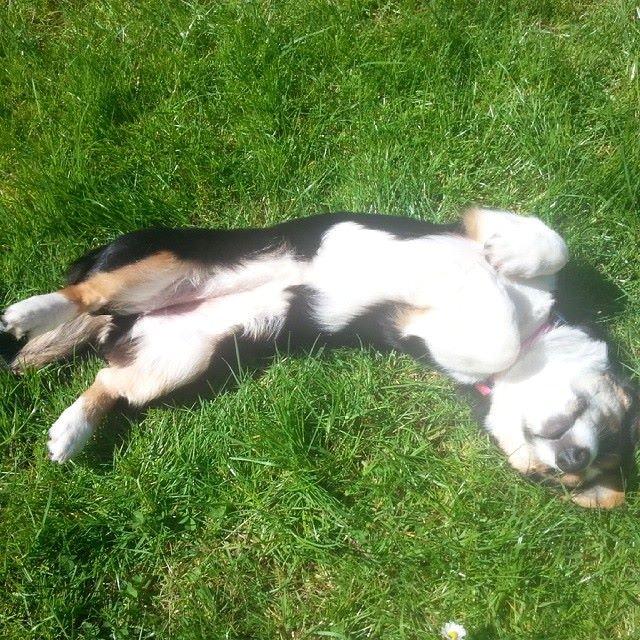 Welsh corgi cardigan Esther billede 44