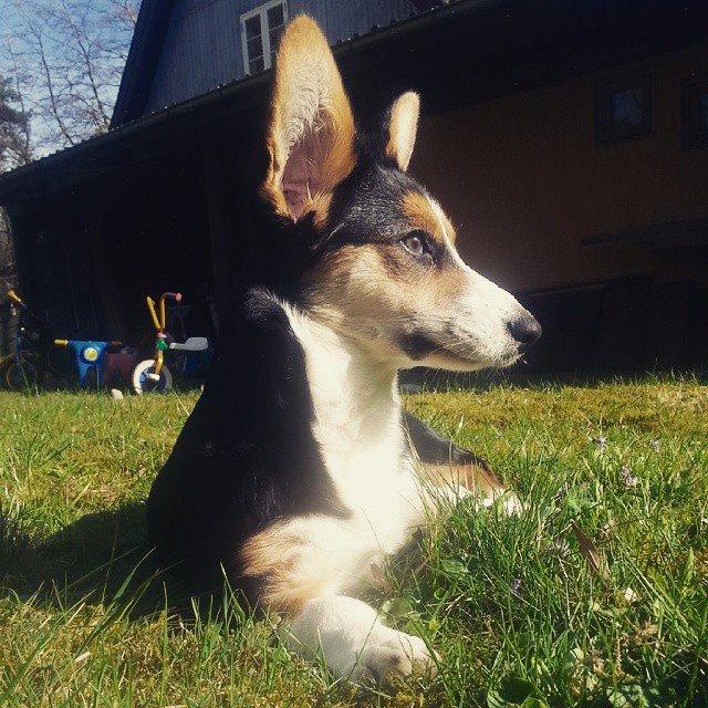 Welsh corgi cardigan Esther billede 45