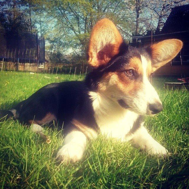 Welsh corgi cardigan Esther billede 46