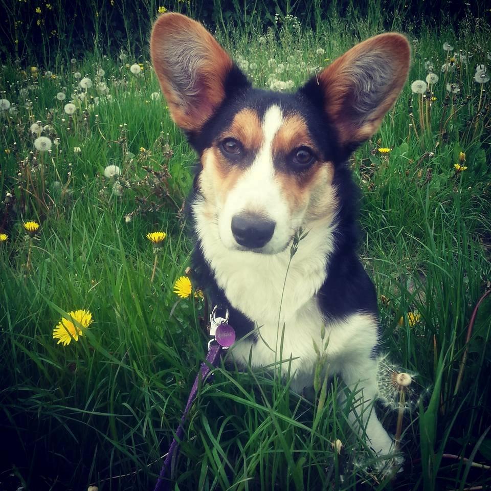 Welsh corgi cardigan Esther billede 47