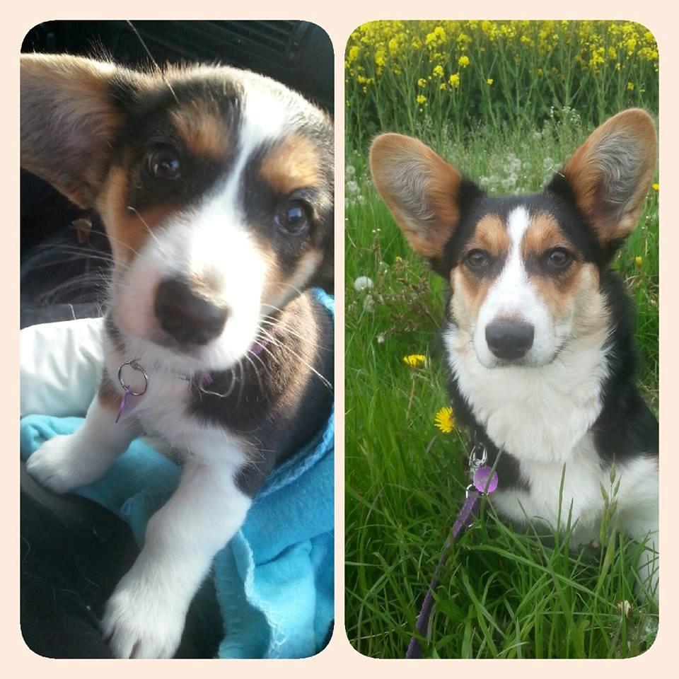 Welsh corgi cardigan Esther - Esther fra da vi hentede hende og til i dag, 6 mdr. gammel. (26.05.2015) billede 48