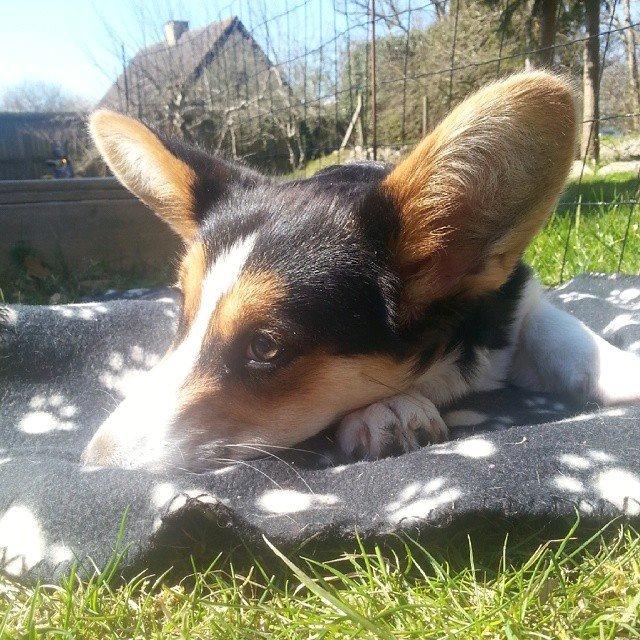 Welsh corgi cardigan Esther billede 43