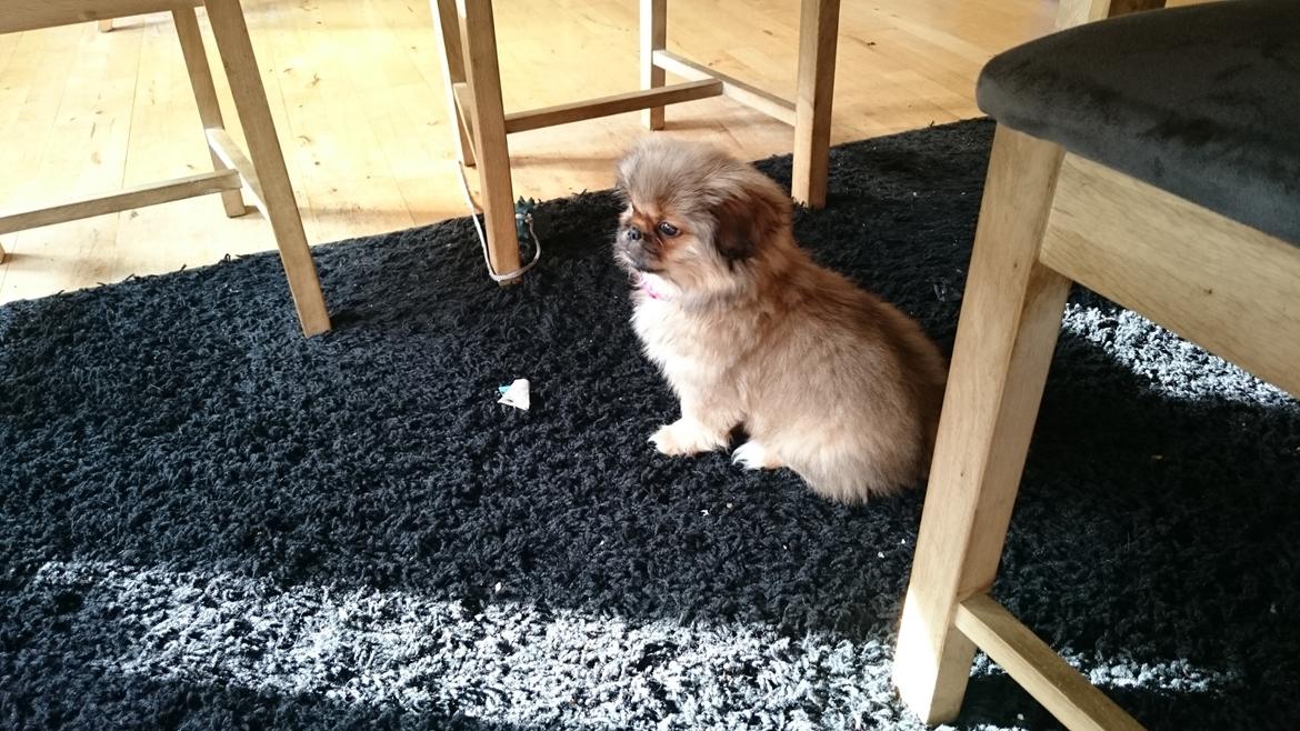 Pekingeser bel-li billede 1