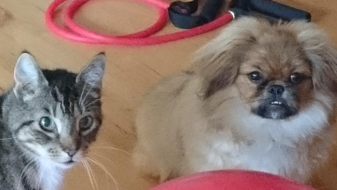Pekingeser bel-li billede 2