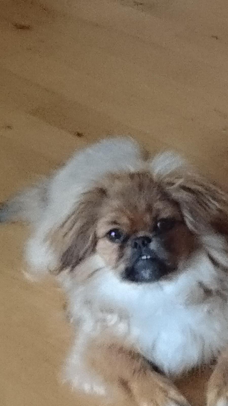 Pekingeser bel-li billede 3