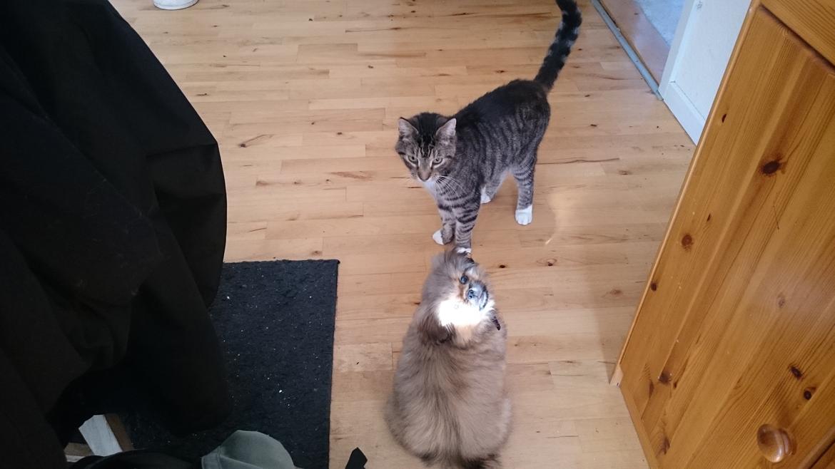 Pekingeser bel-li billede 4