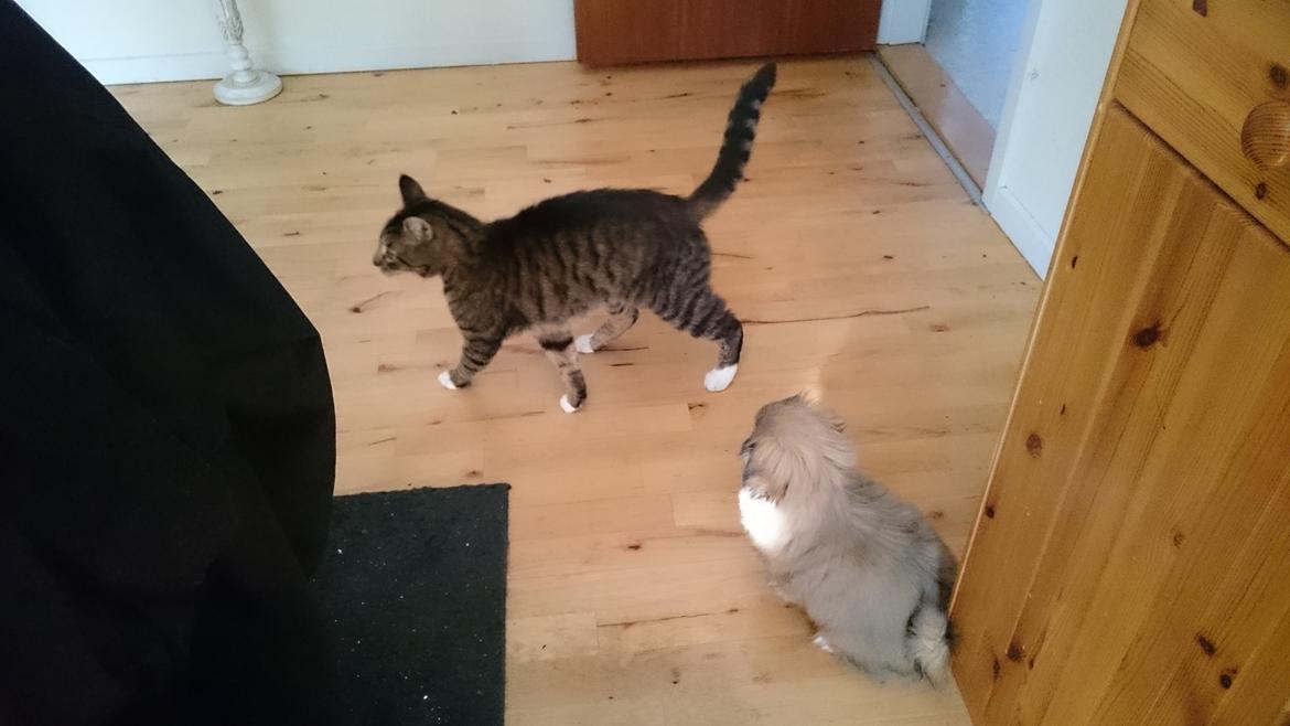 Pekingeser bel-li billede 5