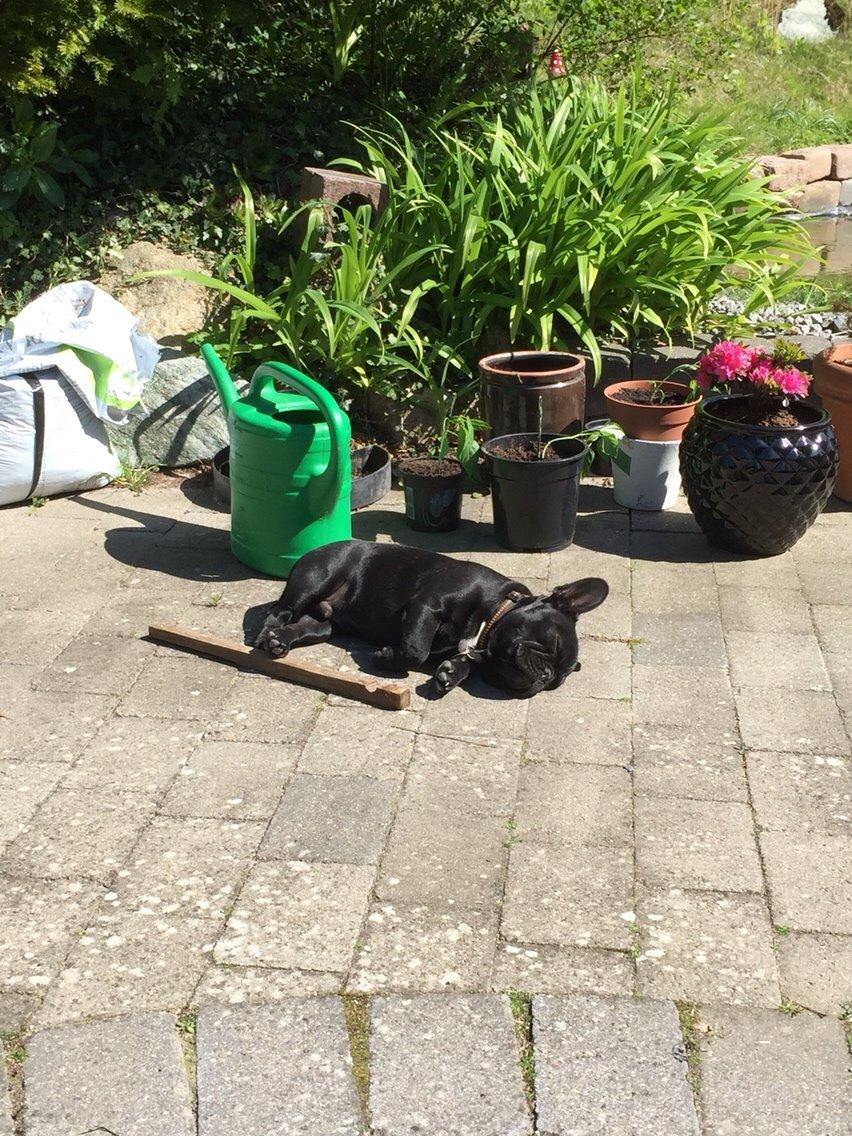 Fransk bulldog Jason (stamtavlenavn Smillo) billede 34