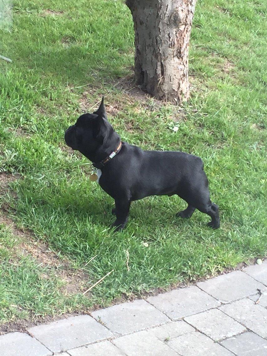 Fransk bulldog Jason (stamtavlenavn Smillo) billede 35