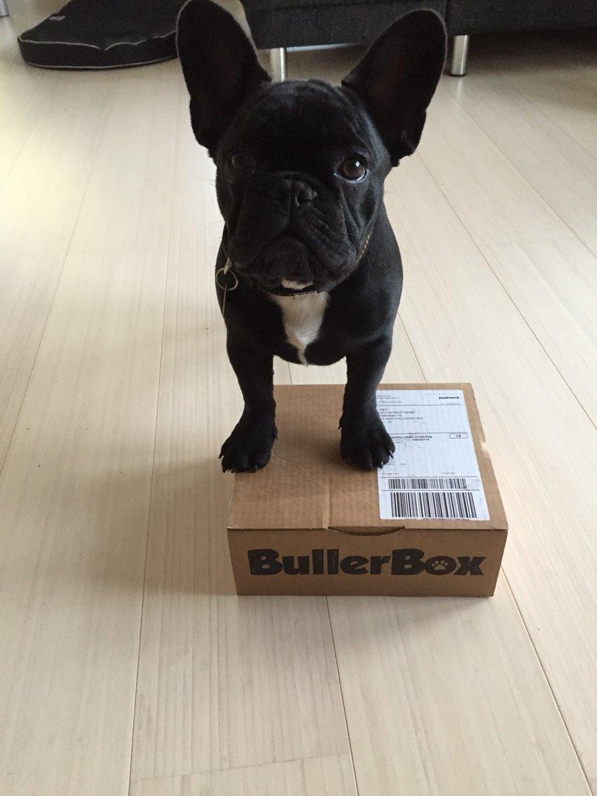 Fransk bulldog Jason (stamtavlenavn Smillo) billede 36