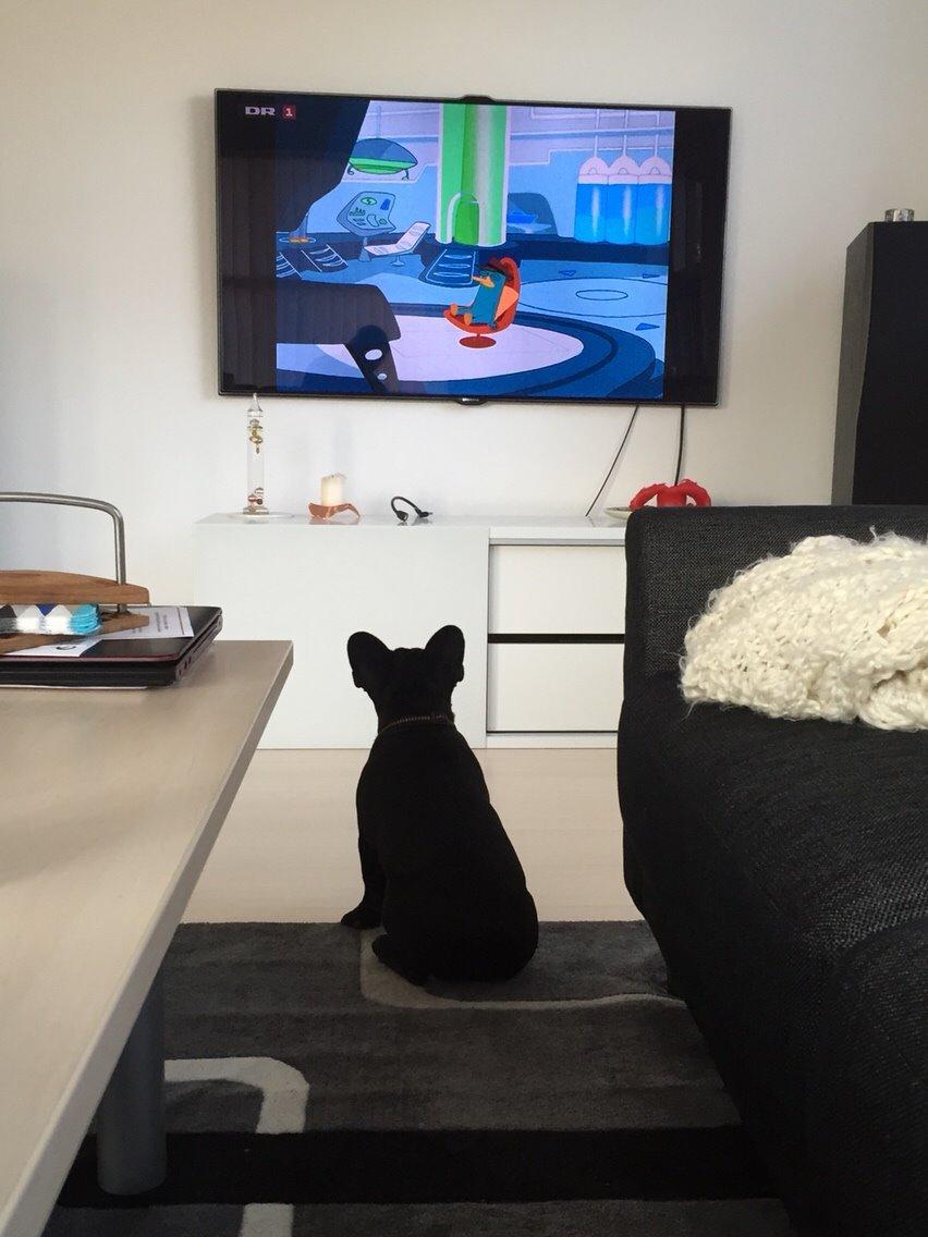 Fransk bulldog Jason (stamtavlenavn Smillo) billede 37