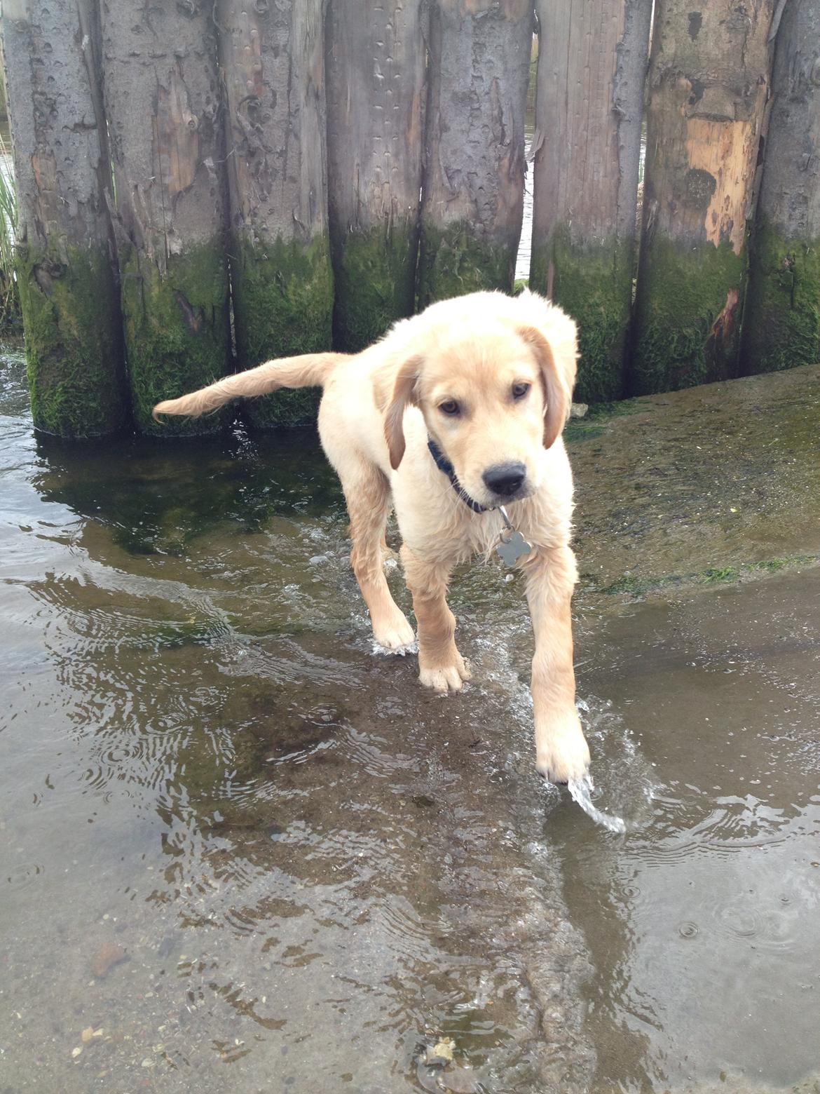 Golden retriever Carlo - Kommende vandhund - Carlo 13 uger billede 27