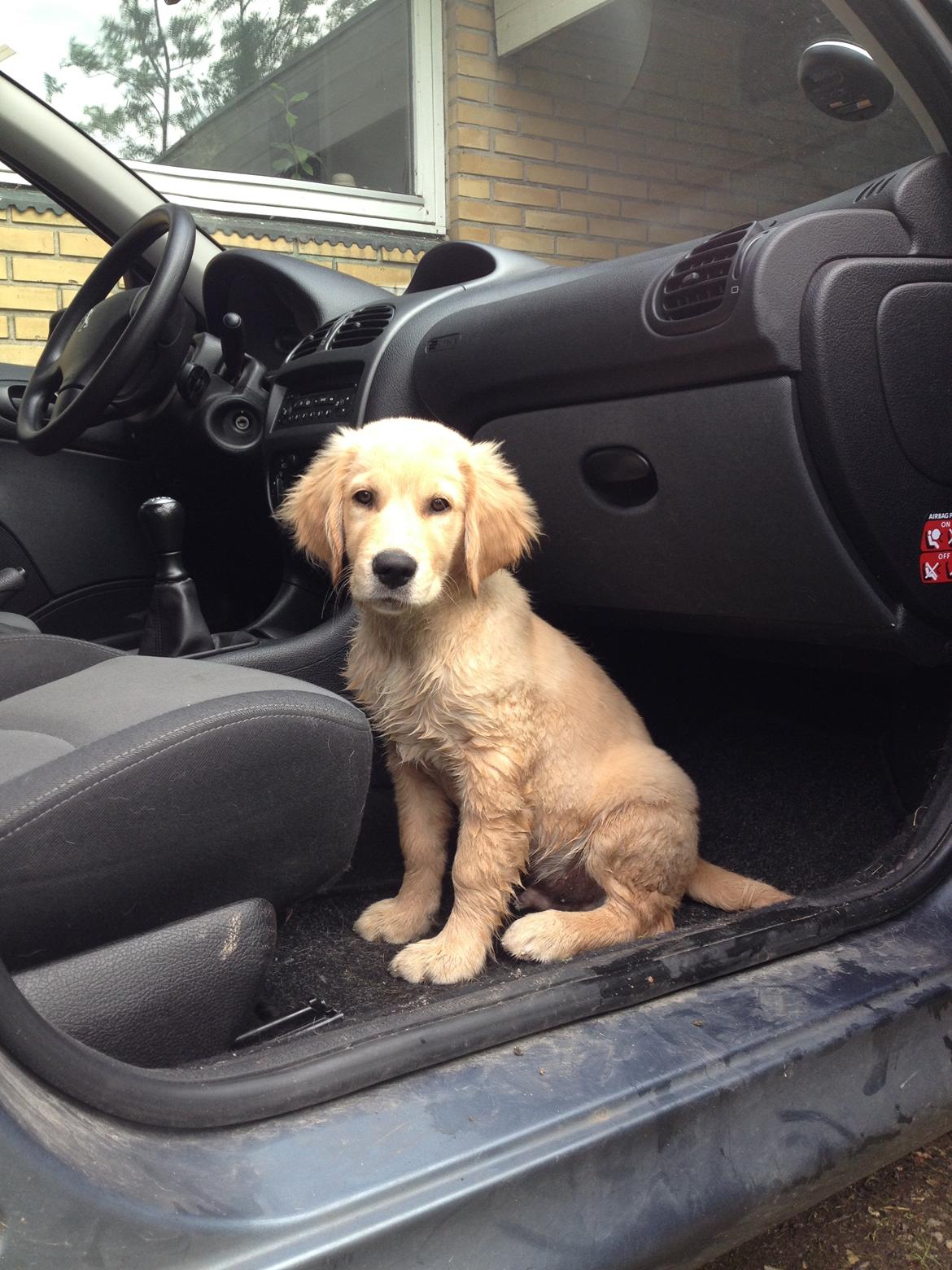 Golden retriever Carlo - Hvad mener du med at jeg skal ud af bilen? Skal vi ikke ned til vandet igen? - Carlo 13 uger billede 28