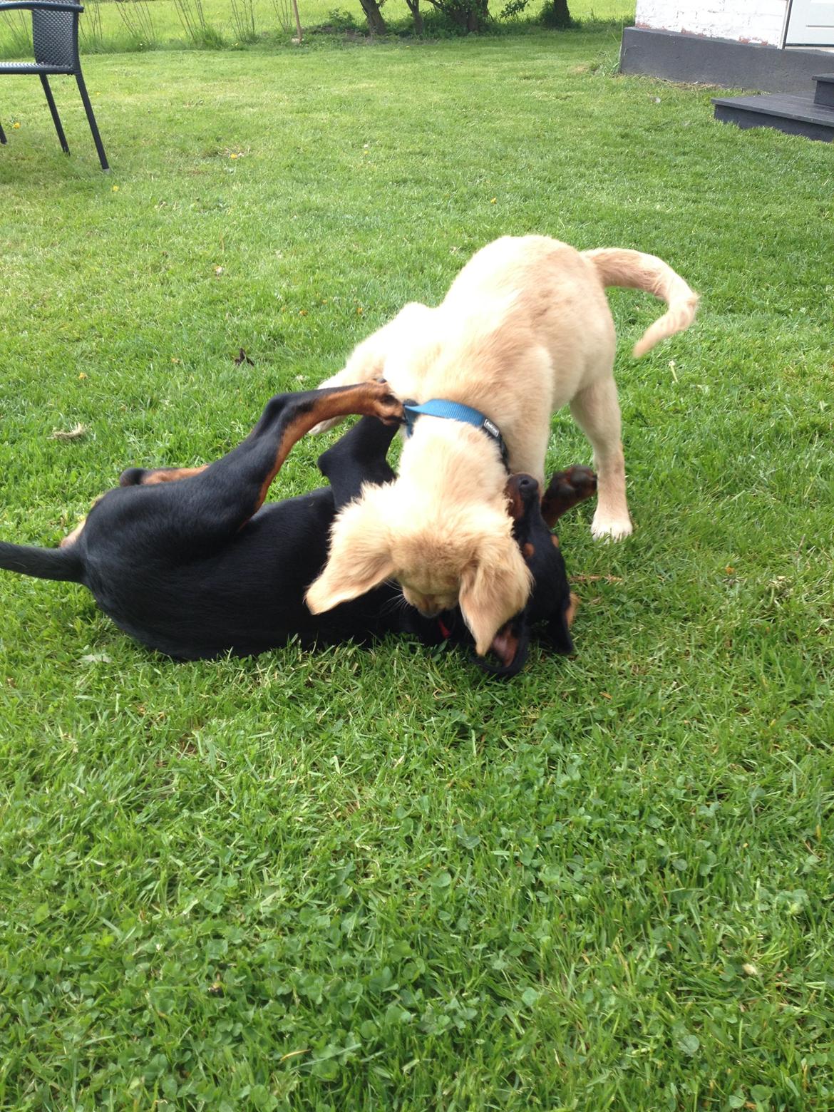 Golden retriever Carlo - Legedate med Smille på 14 uger :)  billede 24