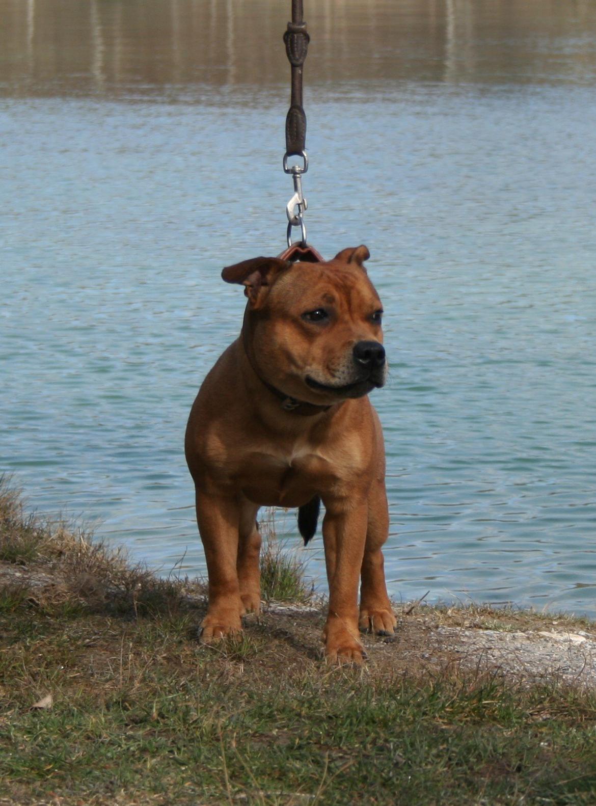 Staffordshire bull terrier Gadfeldts Babbling Magnum aka Toro billede 28