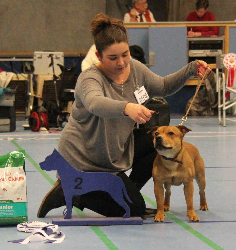 Staffordshire bull terrier Gadfeldts Babbling Magnum aka Toro billede 9