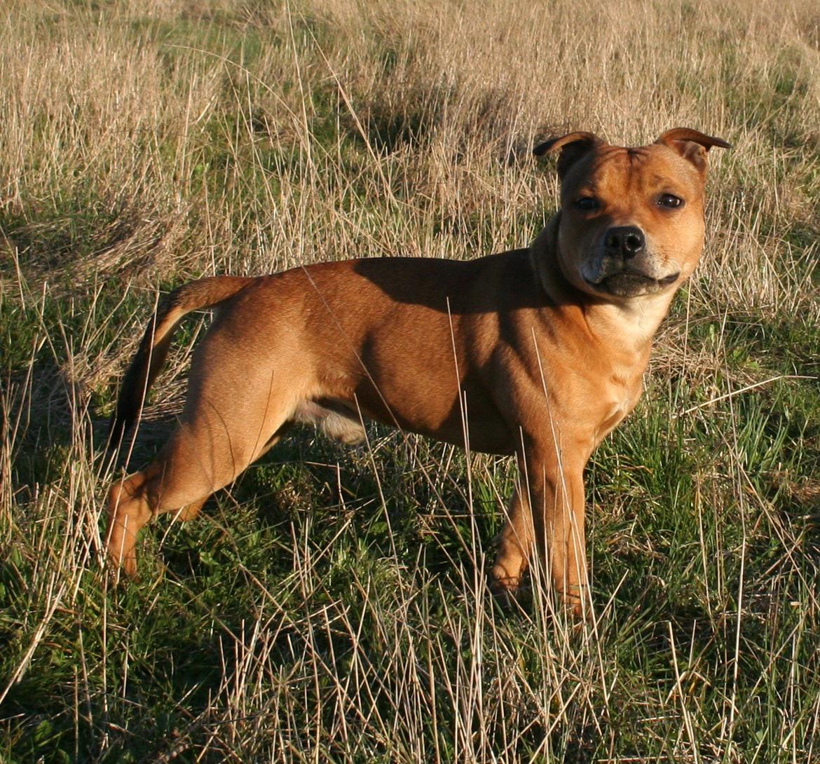 Staffordshire bull terrier Gadfeldts Babbling Magnum aka Toro billede 8
