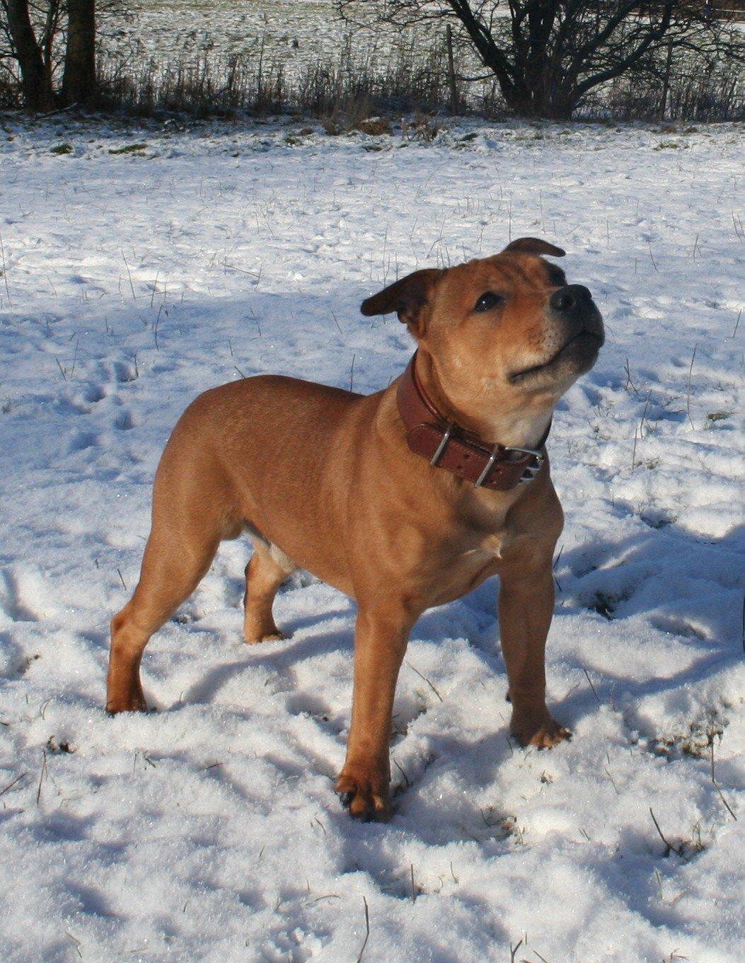 Staffordshire bull terrier Gadfeldts Babbling Magnum aka Toro billede 2