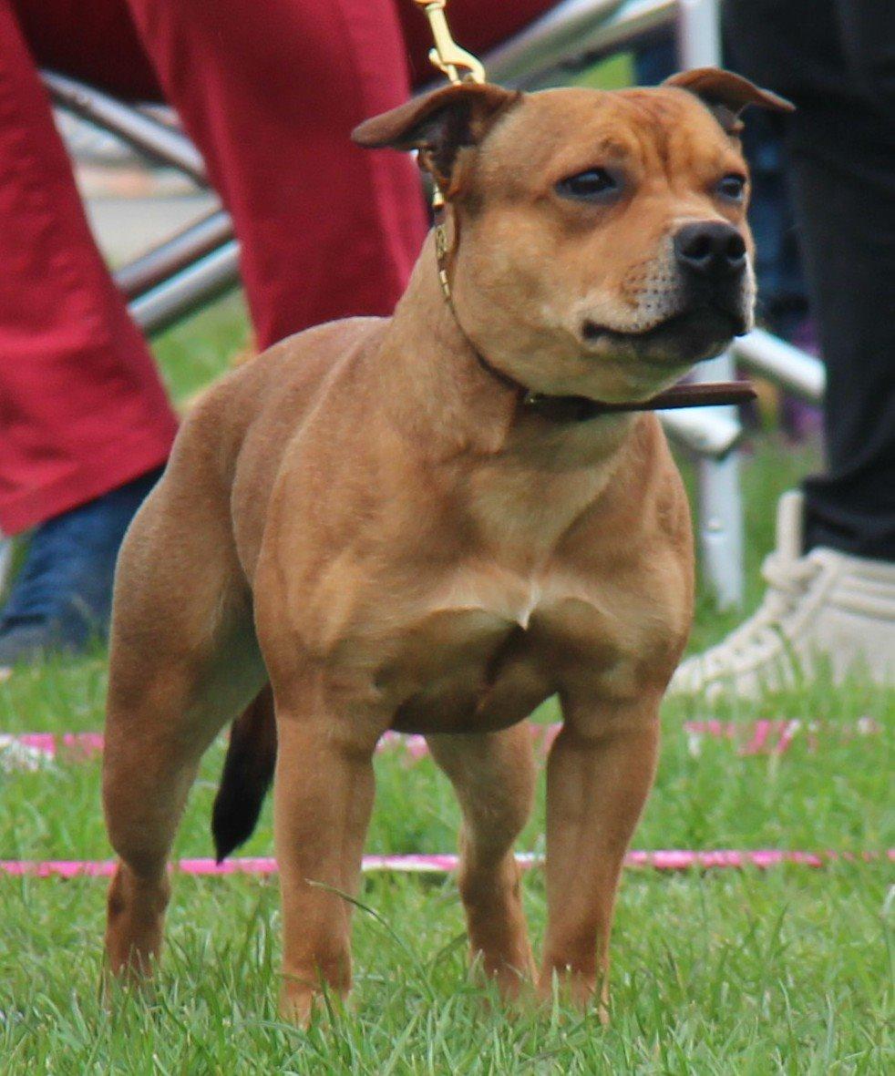 Staffordshire bull terrier Gadfeldts Babbling Magnum aka Toro billede 5
