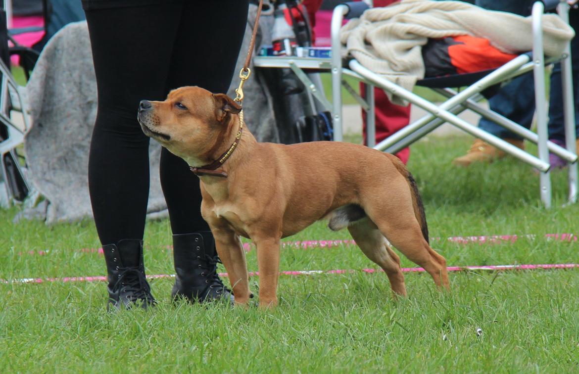 Staffordshire bull terrier Gadfeldts Babbling Magnum aka Toro billede 6