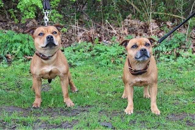 Staffordshire bull terrier Gadfeldts Babbling Magnum aka Toro - Toro sammen med hans mor billede 7